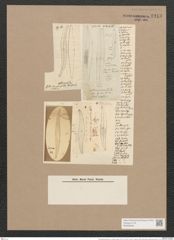Pleurosigma attenuatum var. caspium (Kuetz.) W.Sm. (de-Toni-Nr.: Genus 13, Species 1062) Zeichnungen Sammlung Grunow Nr. 1913 (NHMW-BOT-W0369036)